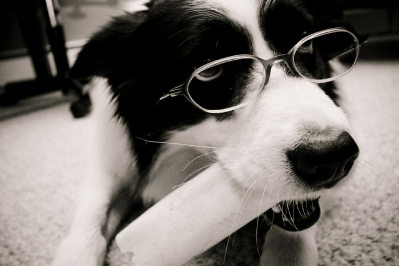 de-5-mest-intelligenta-hundarna