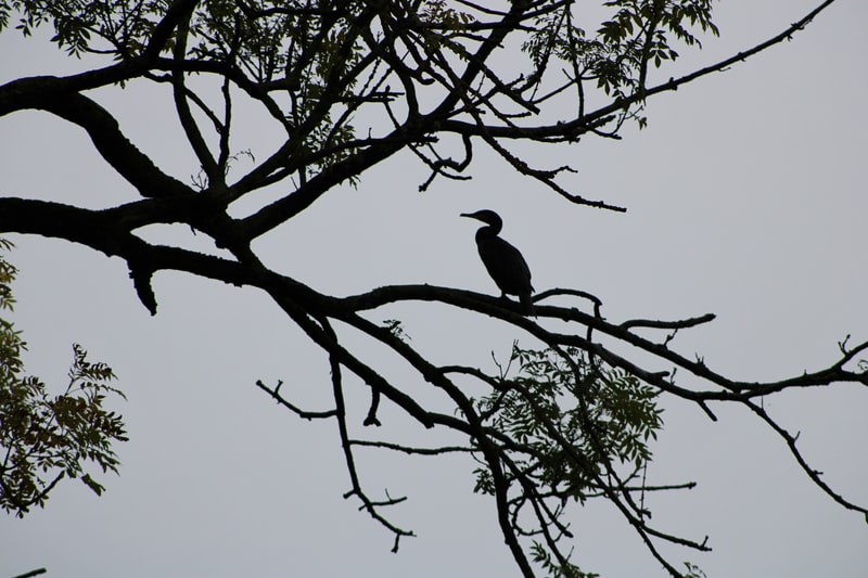 Selfie Kitty_max1024x768