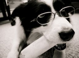 de-5-mest-intelligenta-hundarna