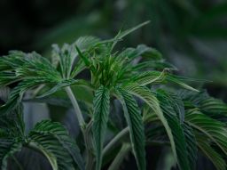 10-kaloririka-livsmedel-att-undvika-om-du-vill-ga-ner-i-vikt-det-ar-dessa-livsmedel-som-gor-dig-fetast